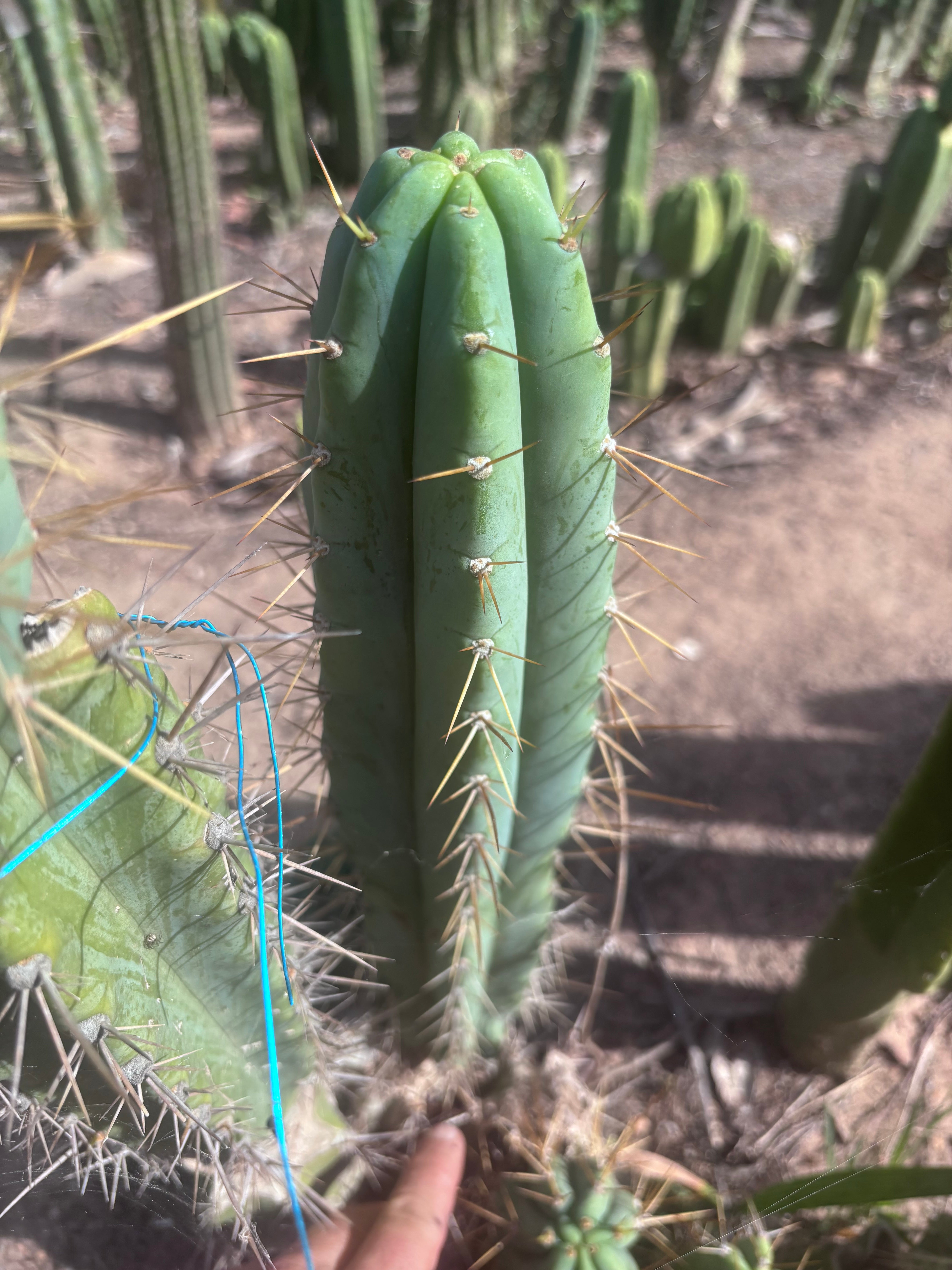 🌶️ 0102 — XL 15” Pup