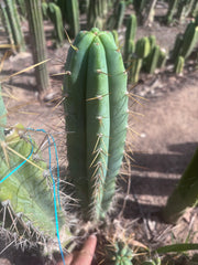 🌶️ 0102 — XL 15” Pup