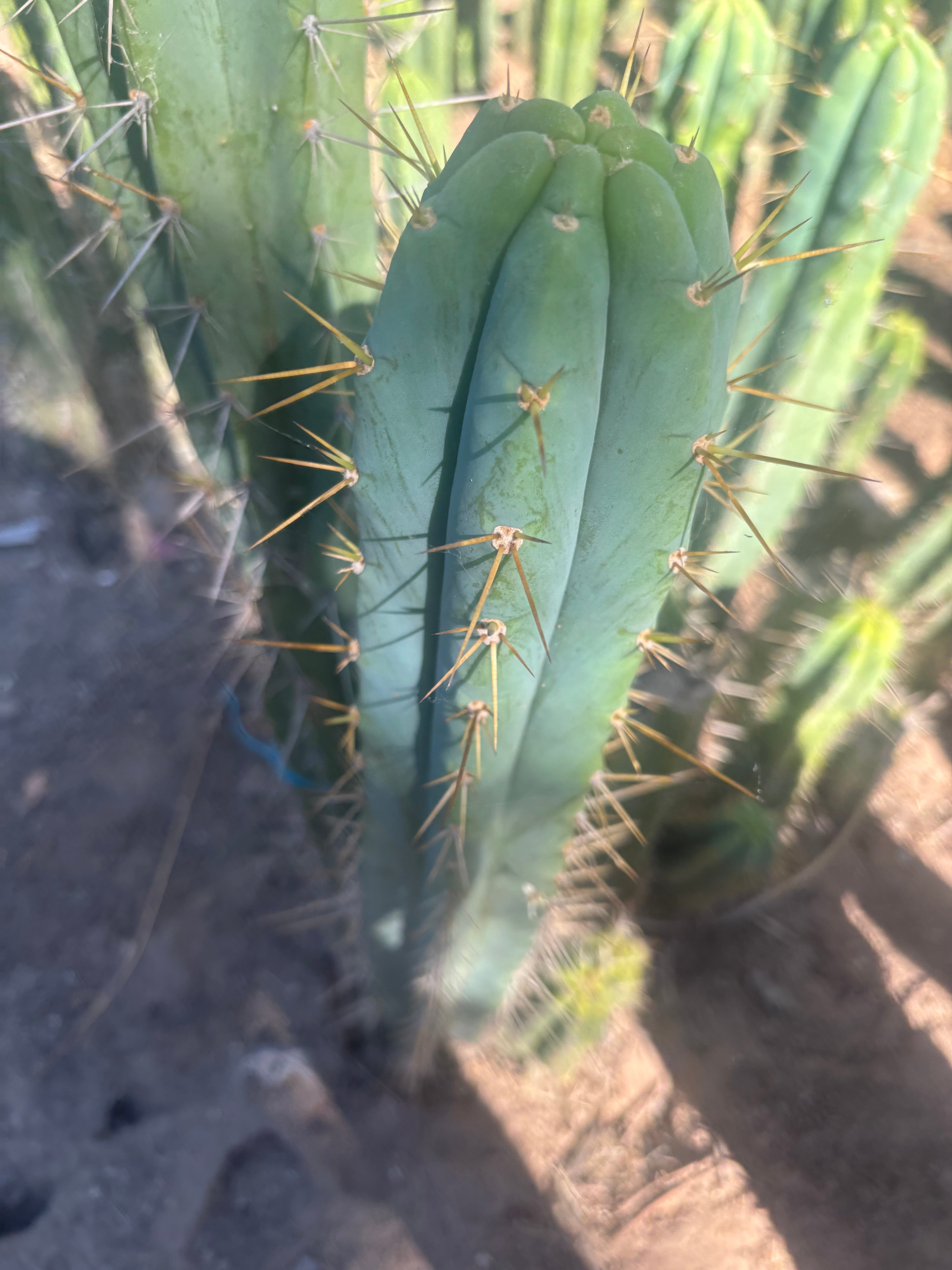 💎🌶️ 0102 — XXL Two Footer Tip (24”)