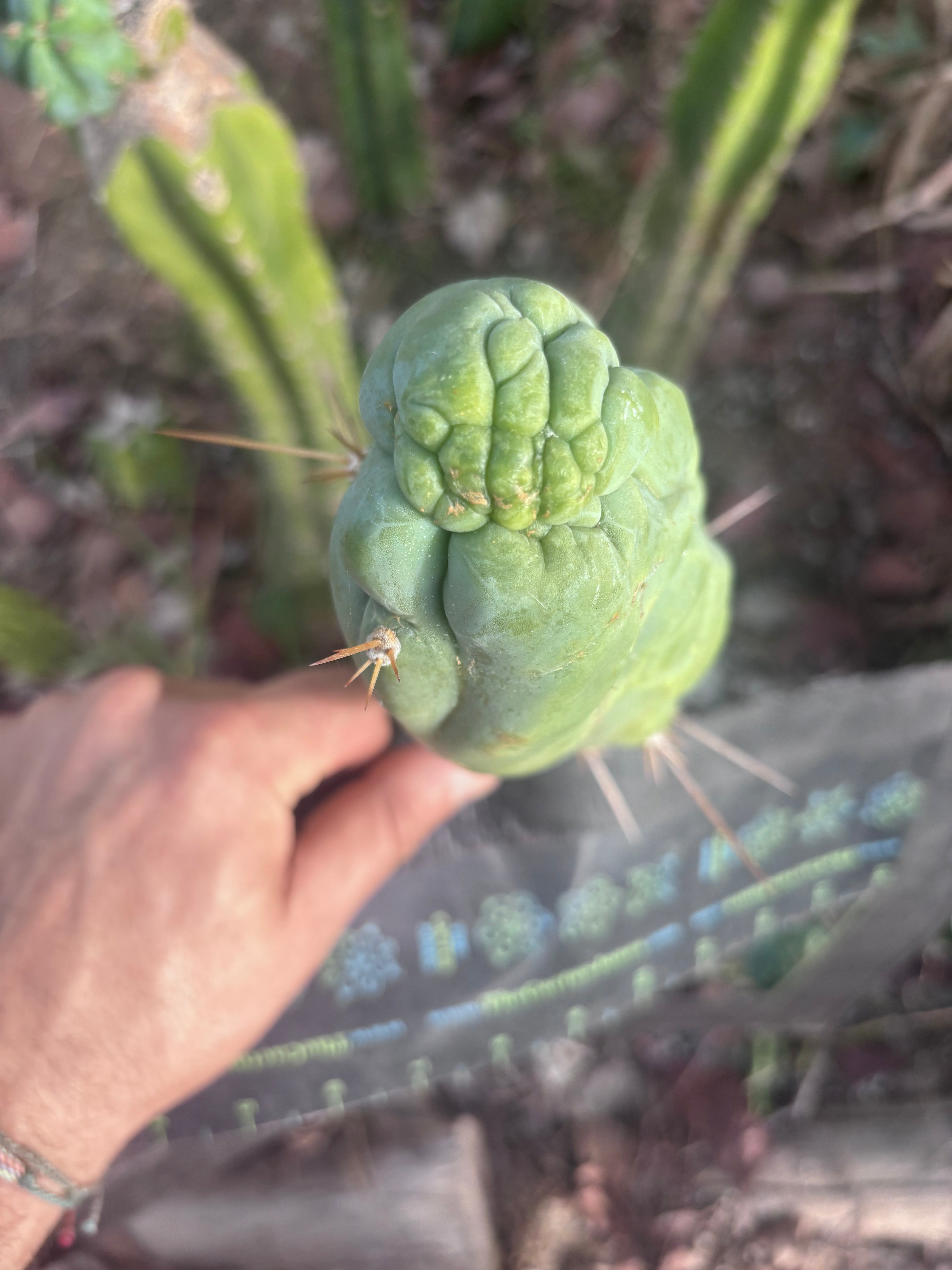 💎👑 Bruce’s Dragon — Chonky 7” Tip