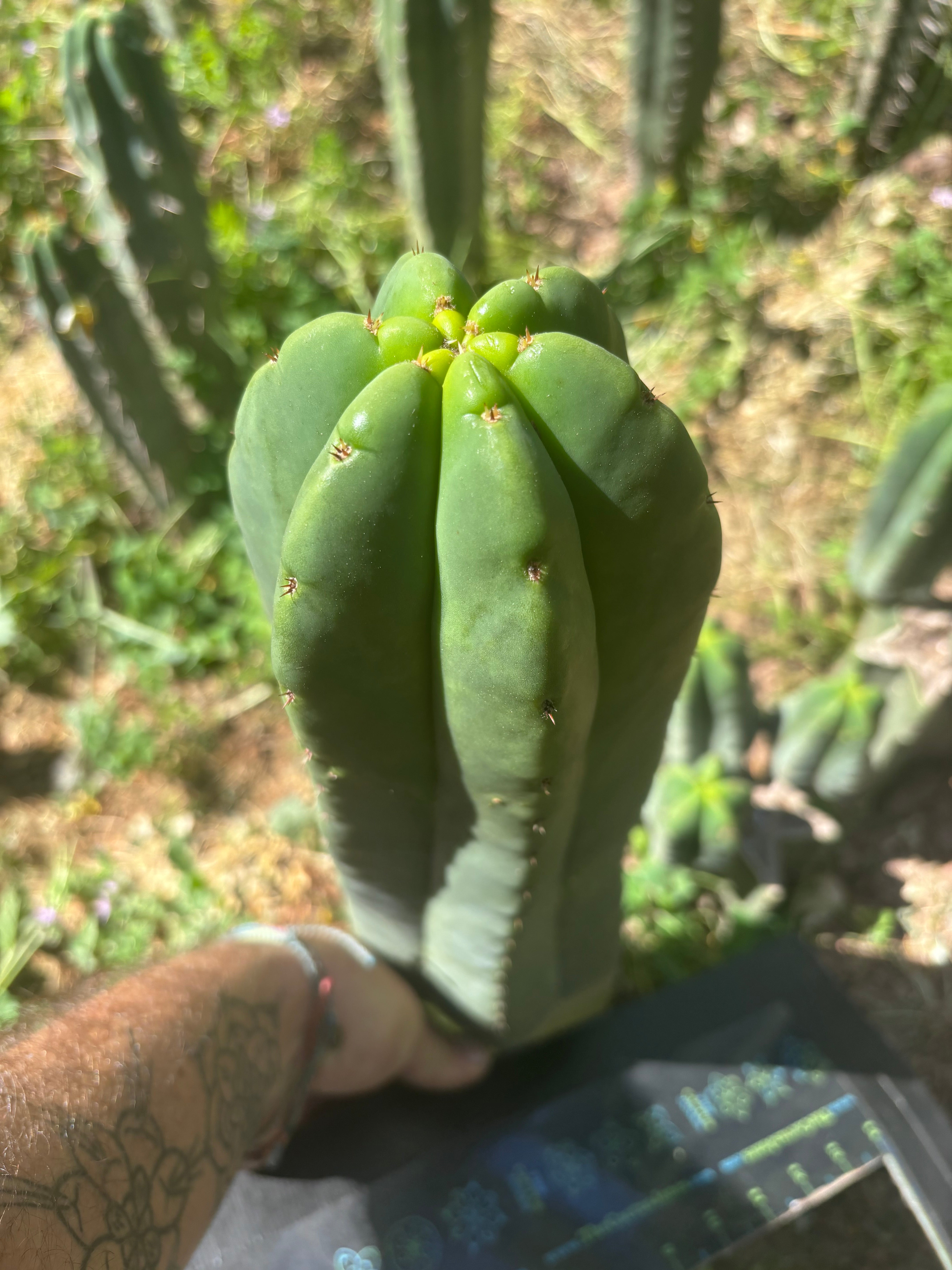 💎 Hulk x Super Pedro —  Massive 14” Tip