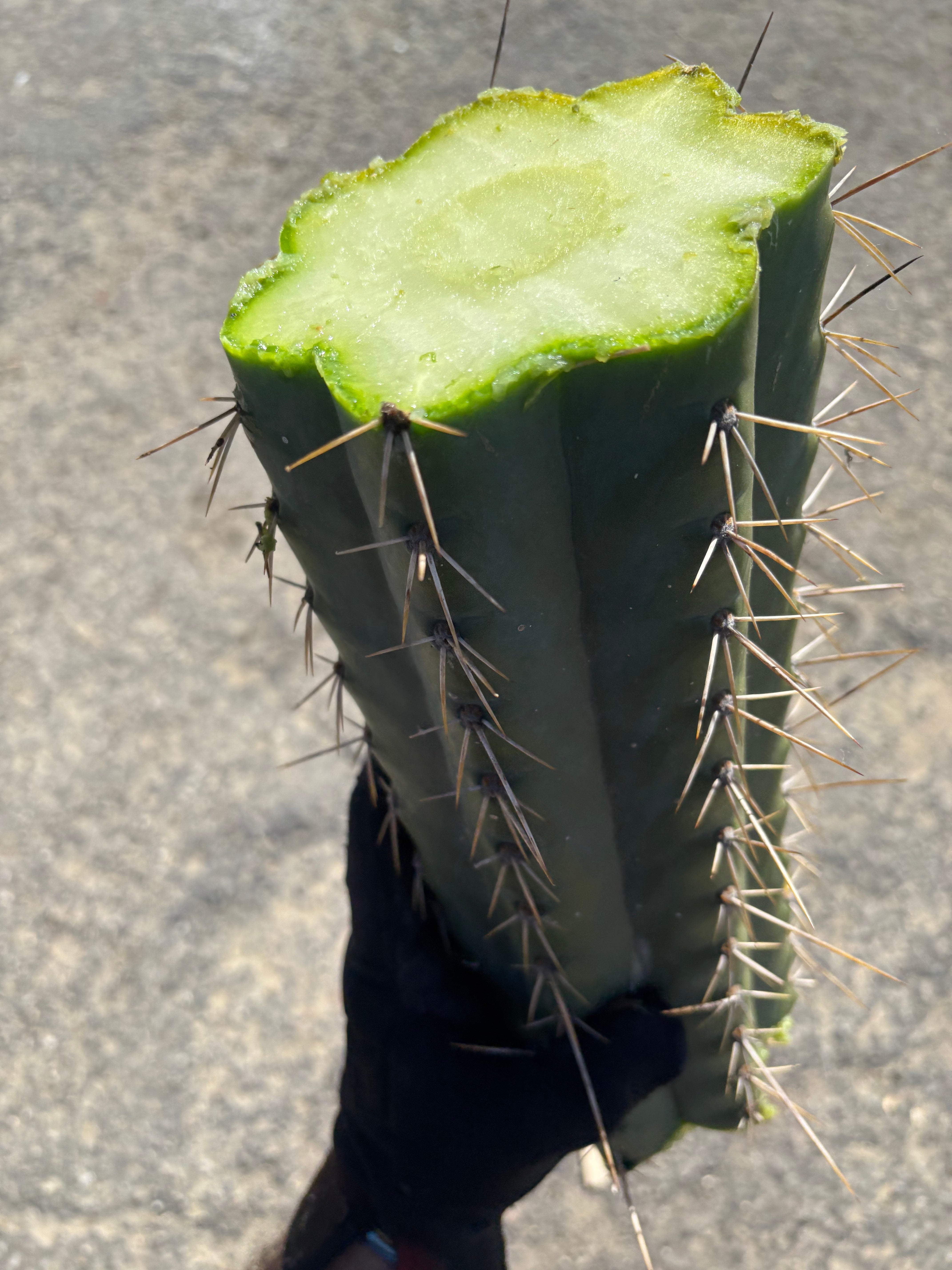 🌶️ Fields x SS02 — MASSIVE 14” Mid