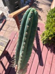 👑💎 Chavin De Huantar — XL 17” Tip