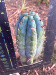 💎👑💎 Papa Smurf — Fat 10” Tip