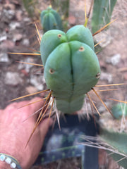 💎👑🌶️  La Paz  — 10” Fourwang Pup