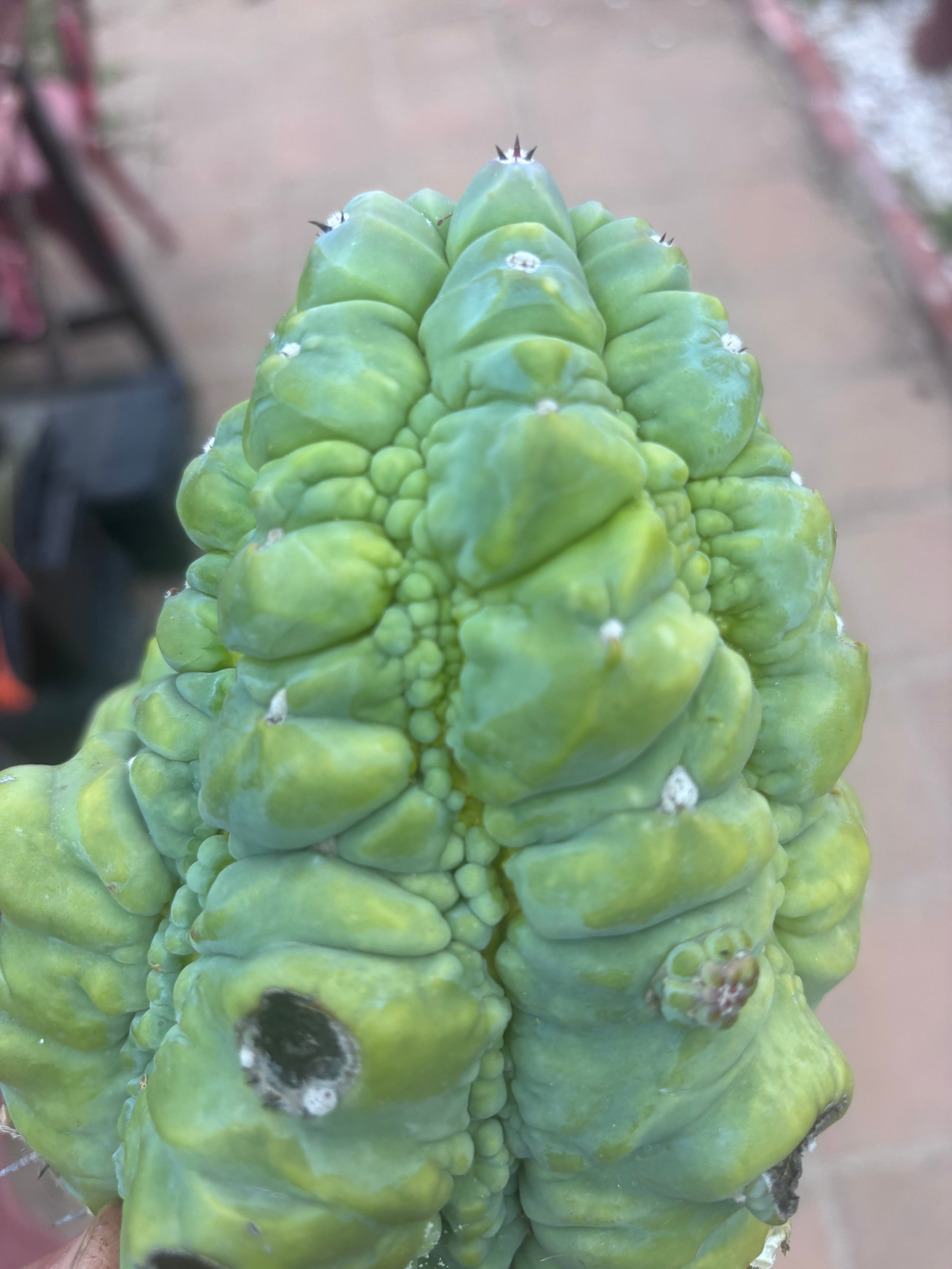 👑💎 BIG Glorp Chunk