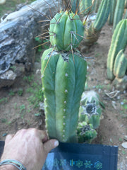 👑💎🌶️  CSD — Beefy Tip Graft