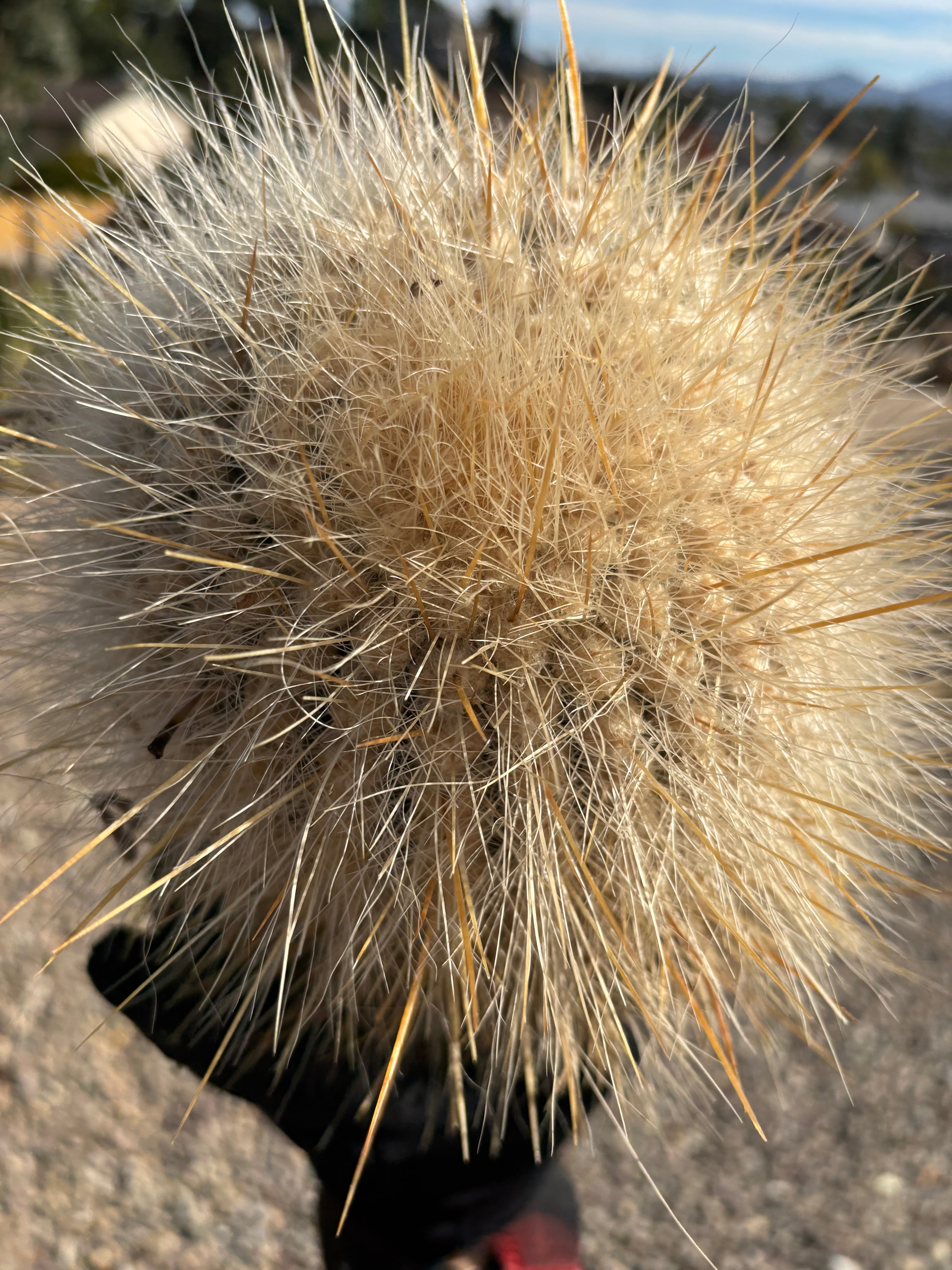 💎 The Fuzz — Big Fur Melon