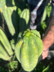 👑🌶️ Maipu — XL 13” Tip