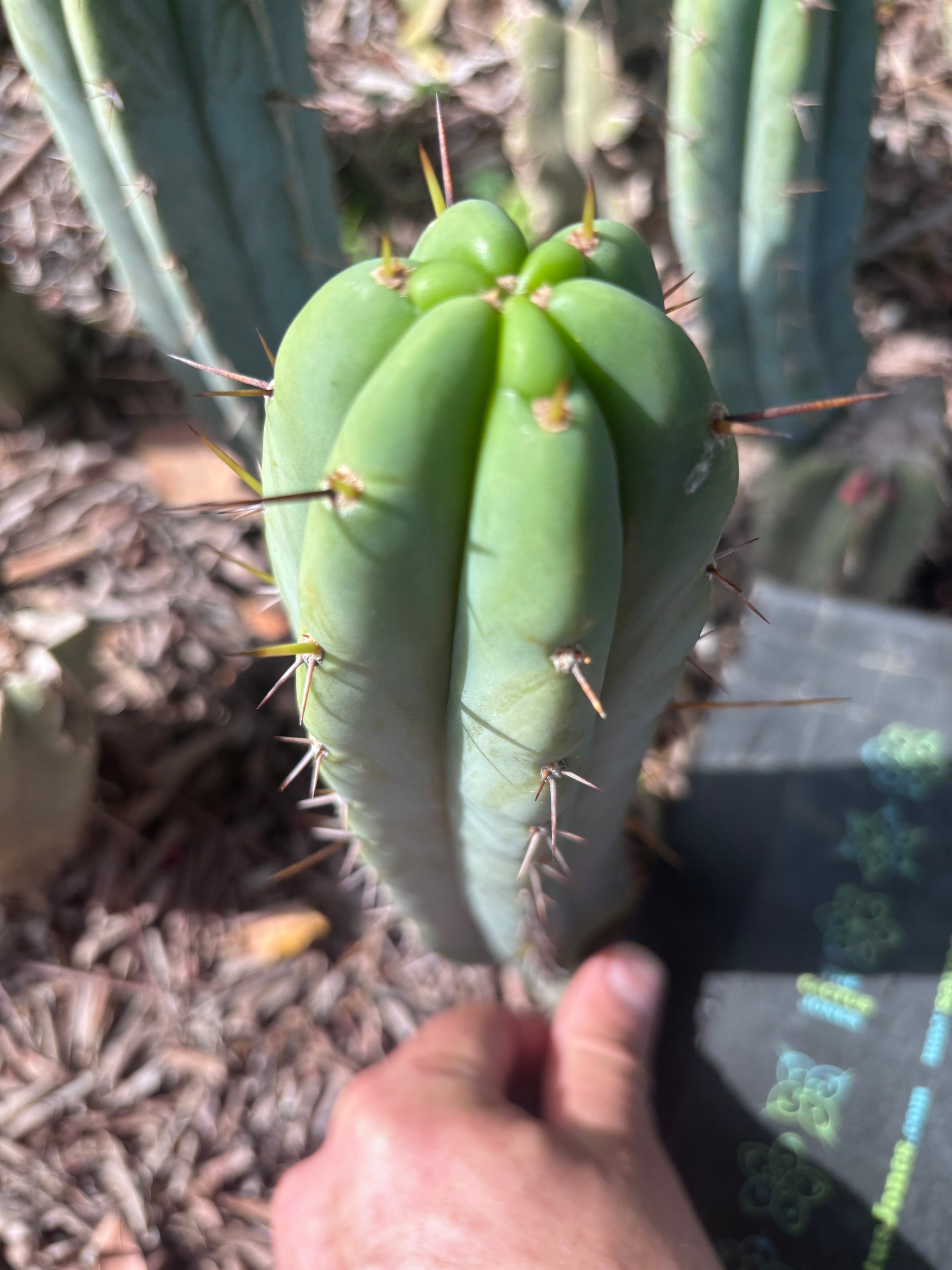 👑🌶️🌶️ Pala — 8” Tip