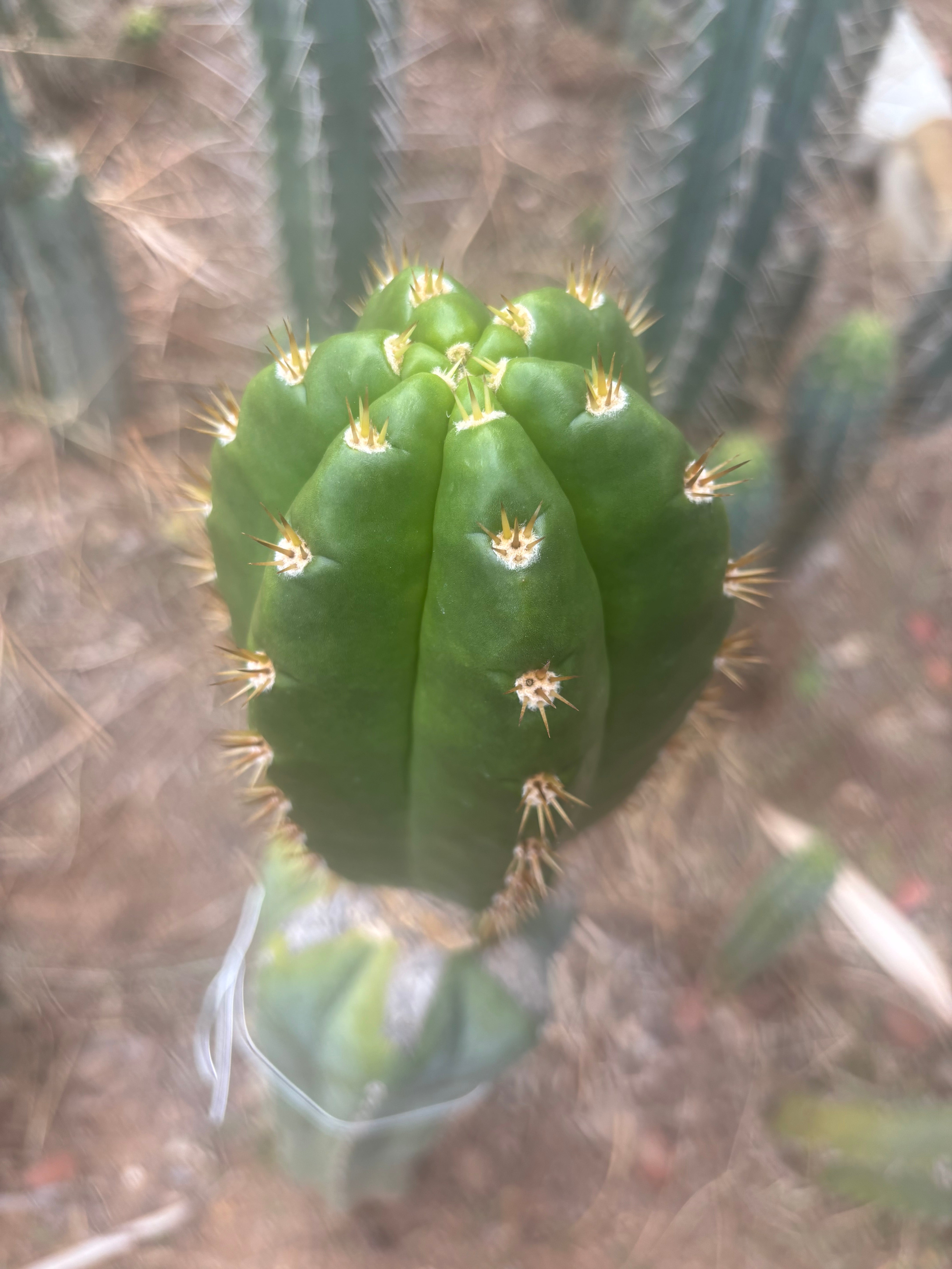 💎👑💎🌶️ CareBear — Chonky 5” Tip