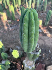 👑🌶️🌶️ Ogun — 9” Pup