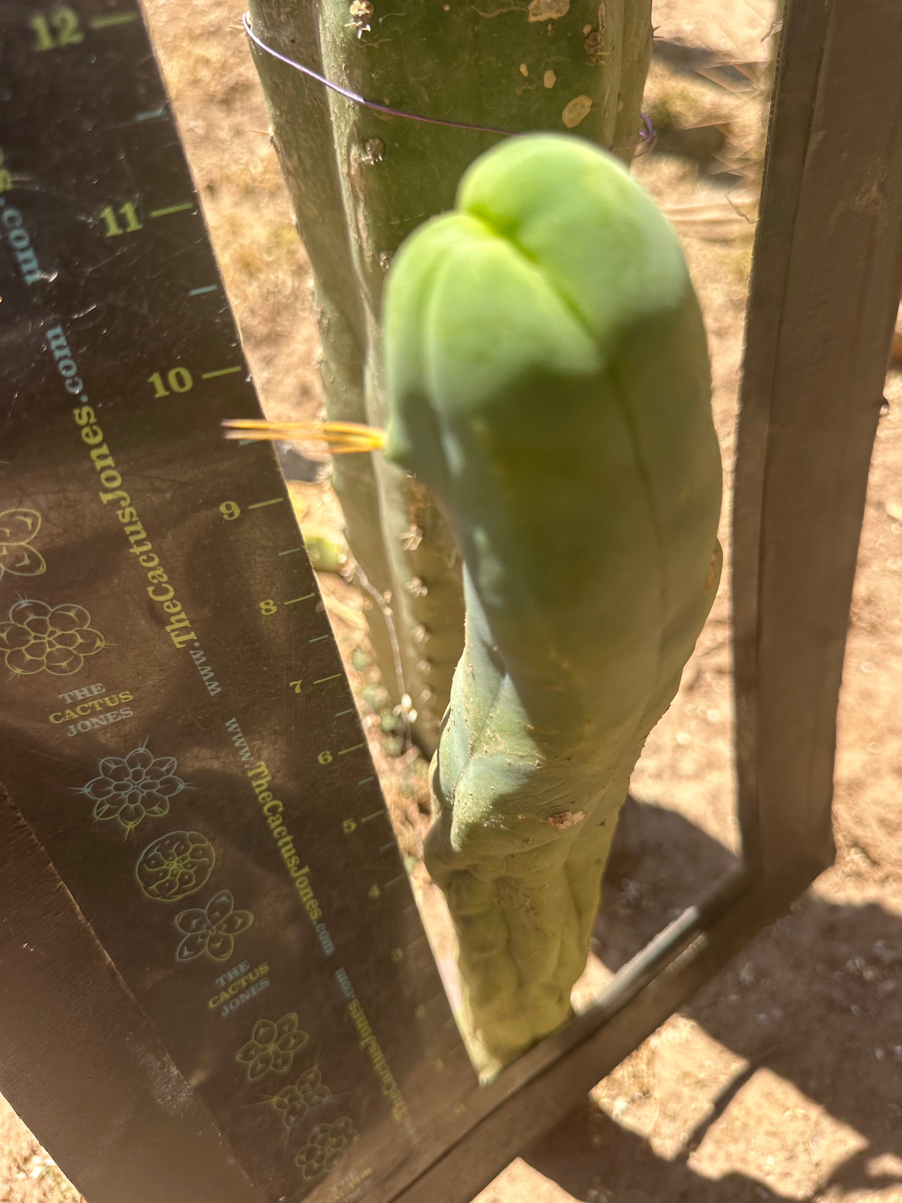 👑🌶️ TBM Long Form — 11” Tip