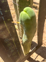 👑🌶️ TBM Long Form — 11” Tip