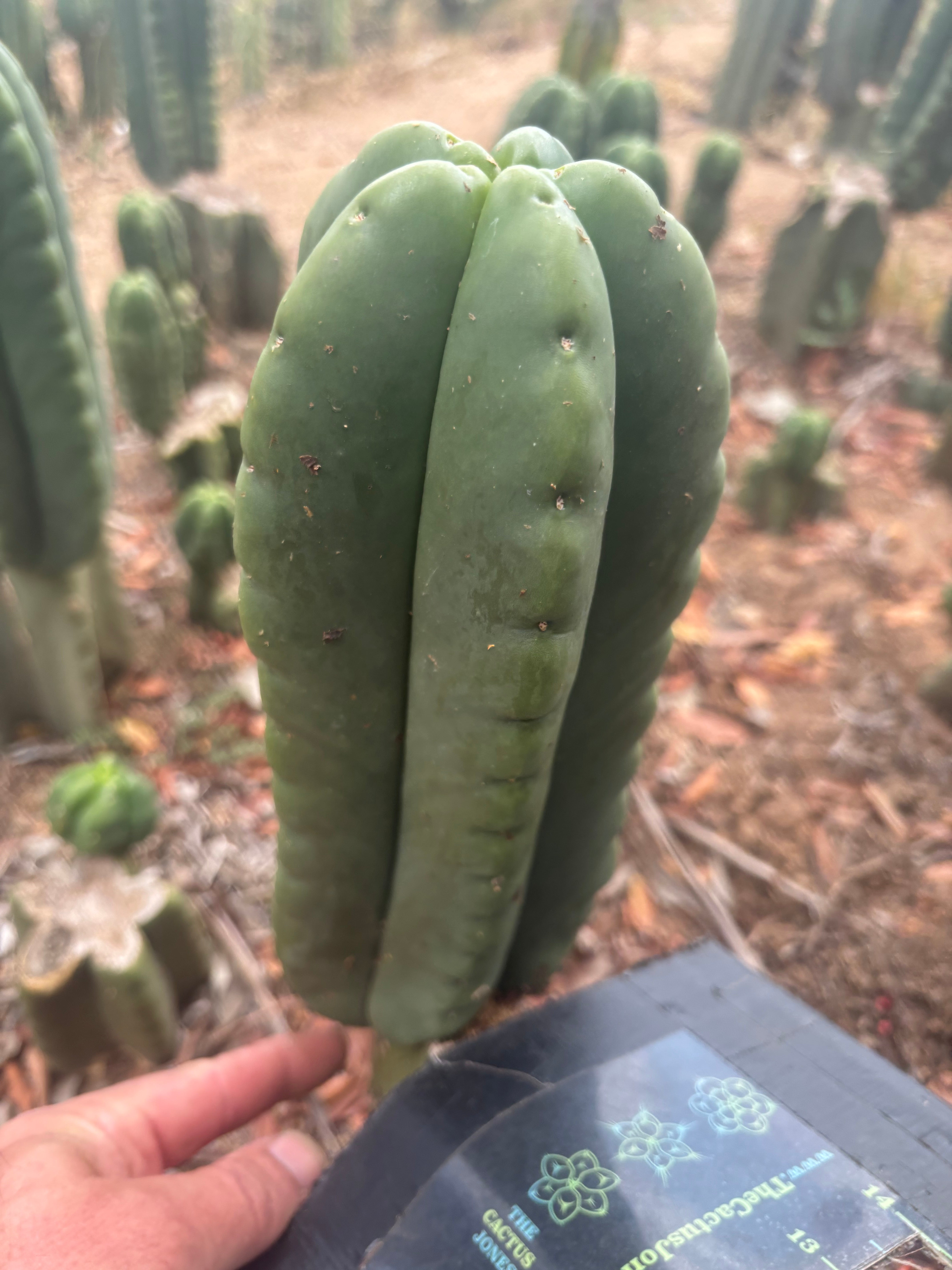 💎👑🌶️ Ferah — FAT 10” Pup