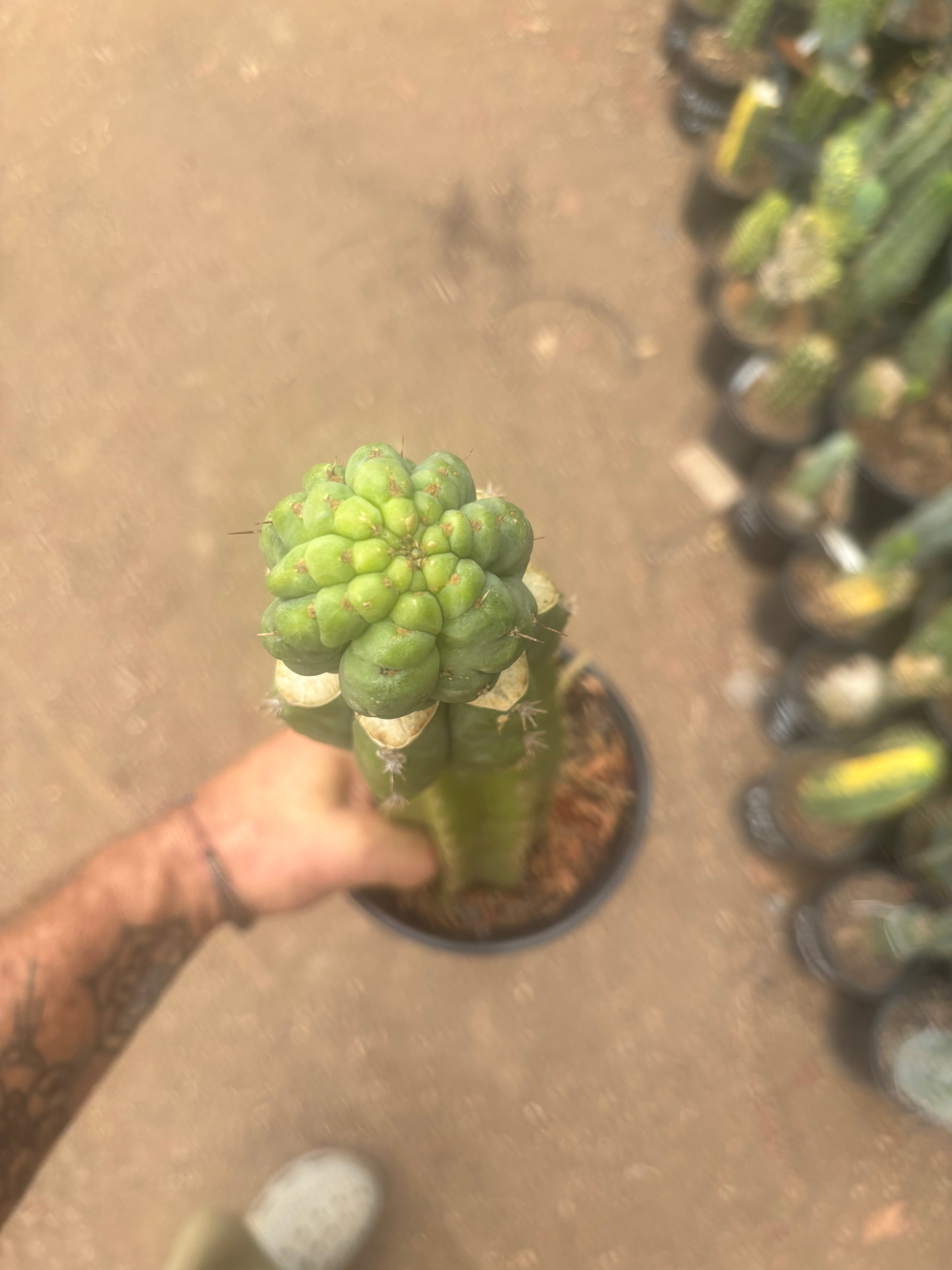 💎👑💎 Havran — XL Established Graft on Rooted 15” PC
