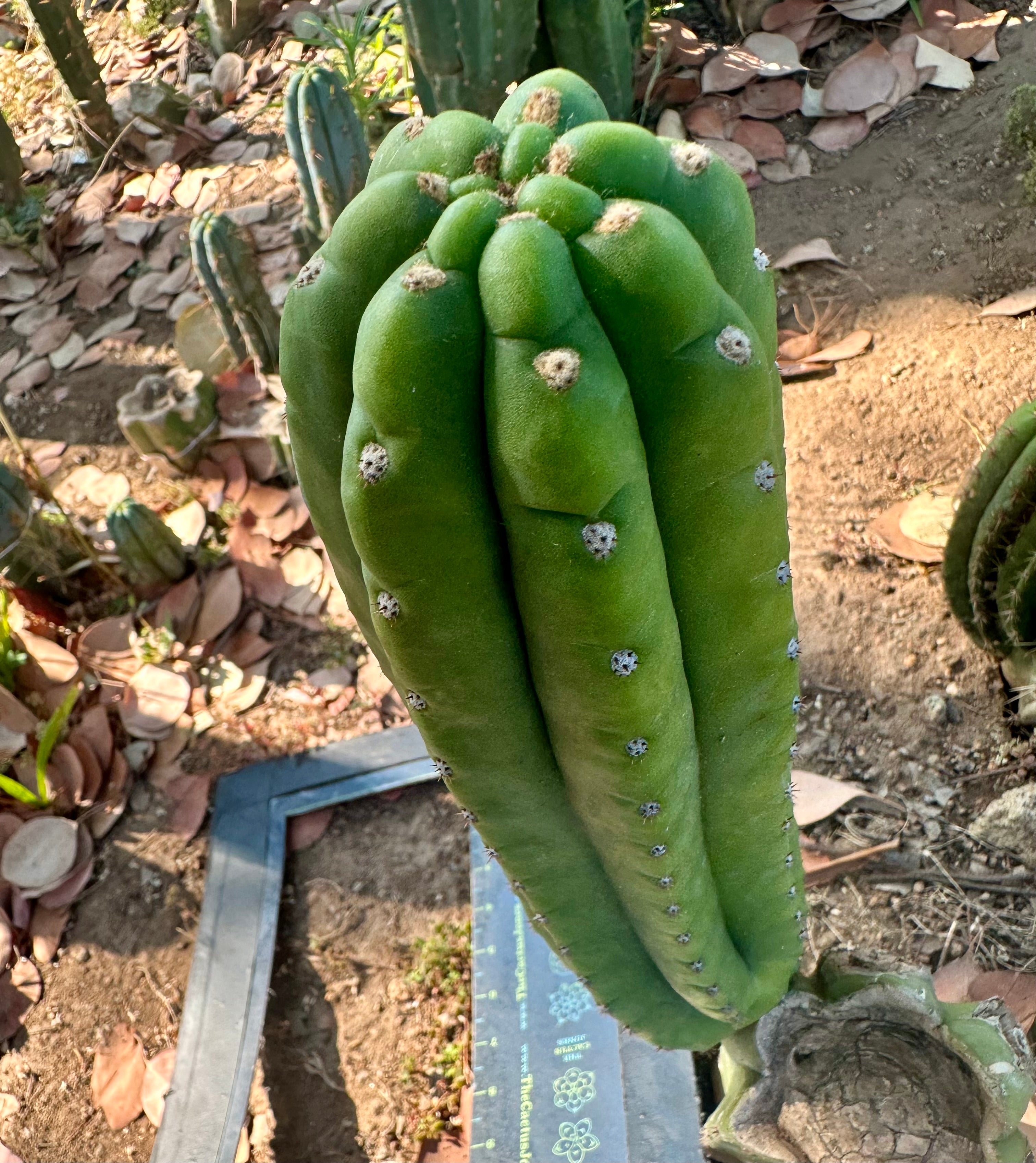 👑🌶️ The Field’s Pachanoi — 11” Pup