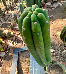 👑🌶️ The Field’s Pachanoi — 11” Pup