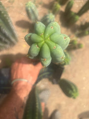 👑🌶️🌶️ Austy’s Bomb — 11.5” Pup