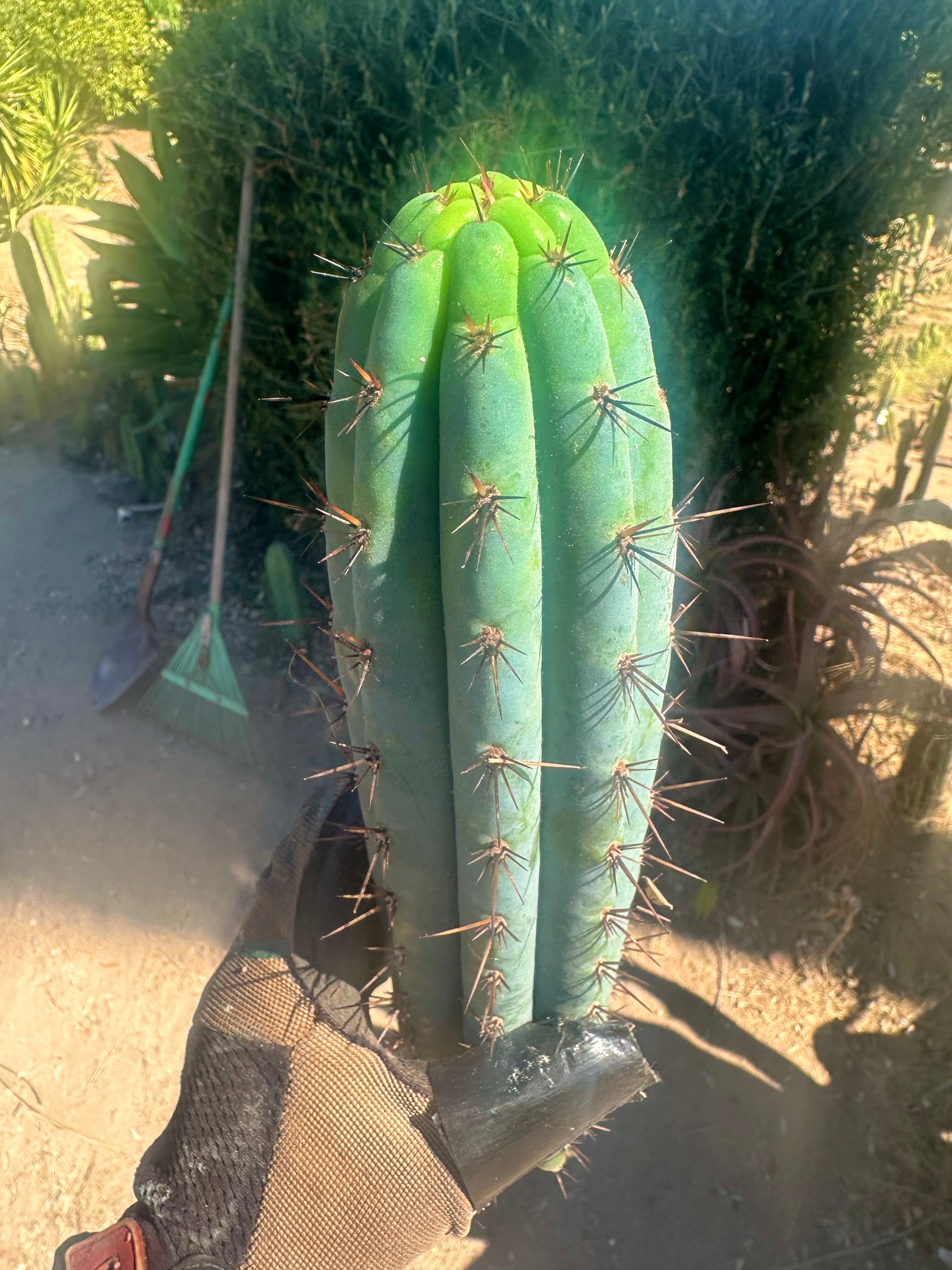 👑💎 Rimac Valley — Gorgeous 13” Tip