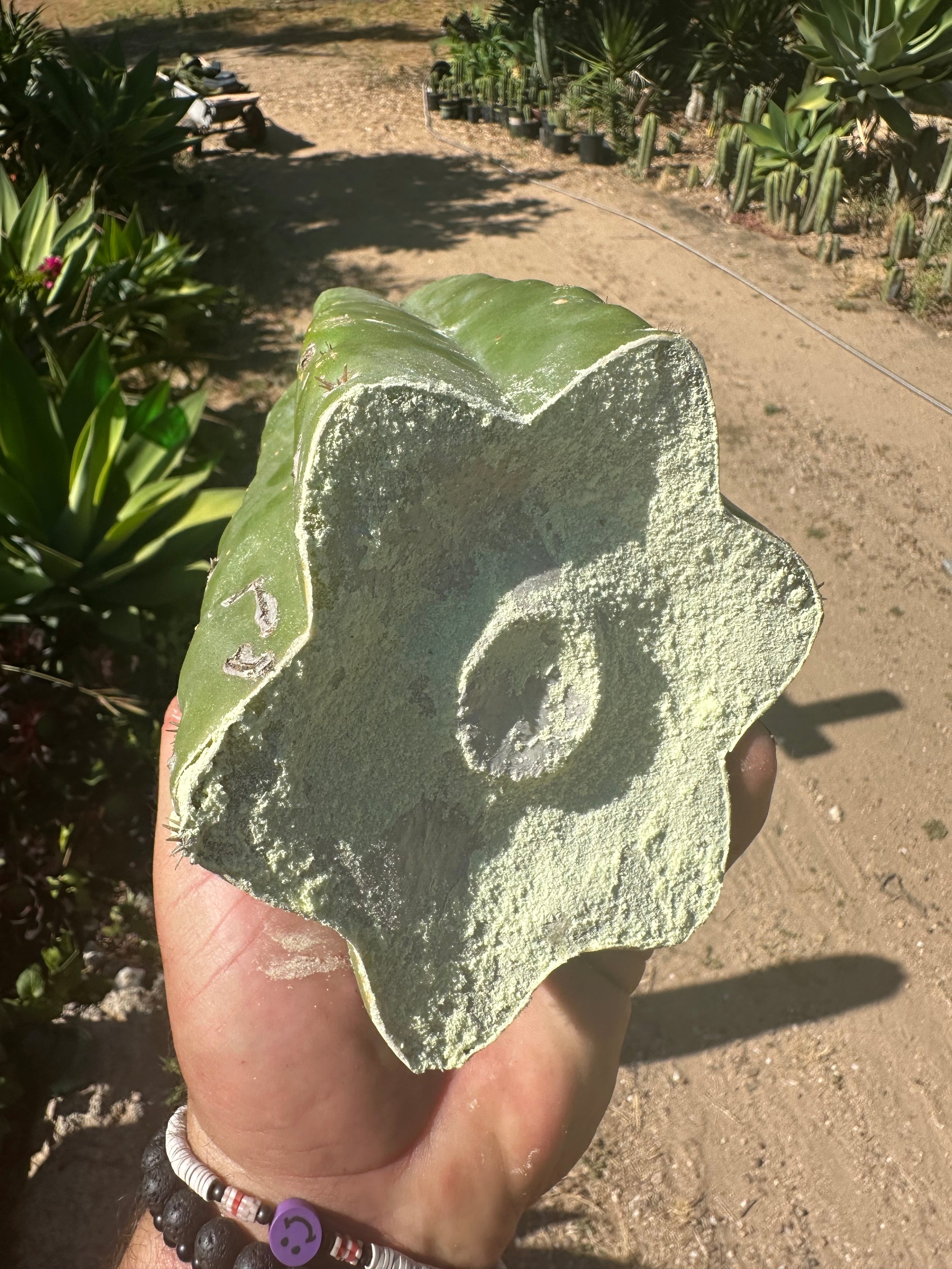 👑🌶️ Bitterfly — Beefy 9” Tip