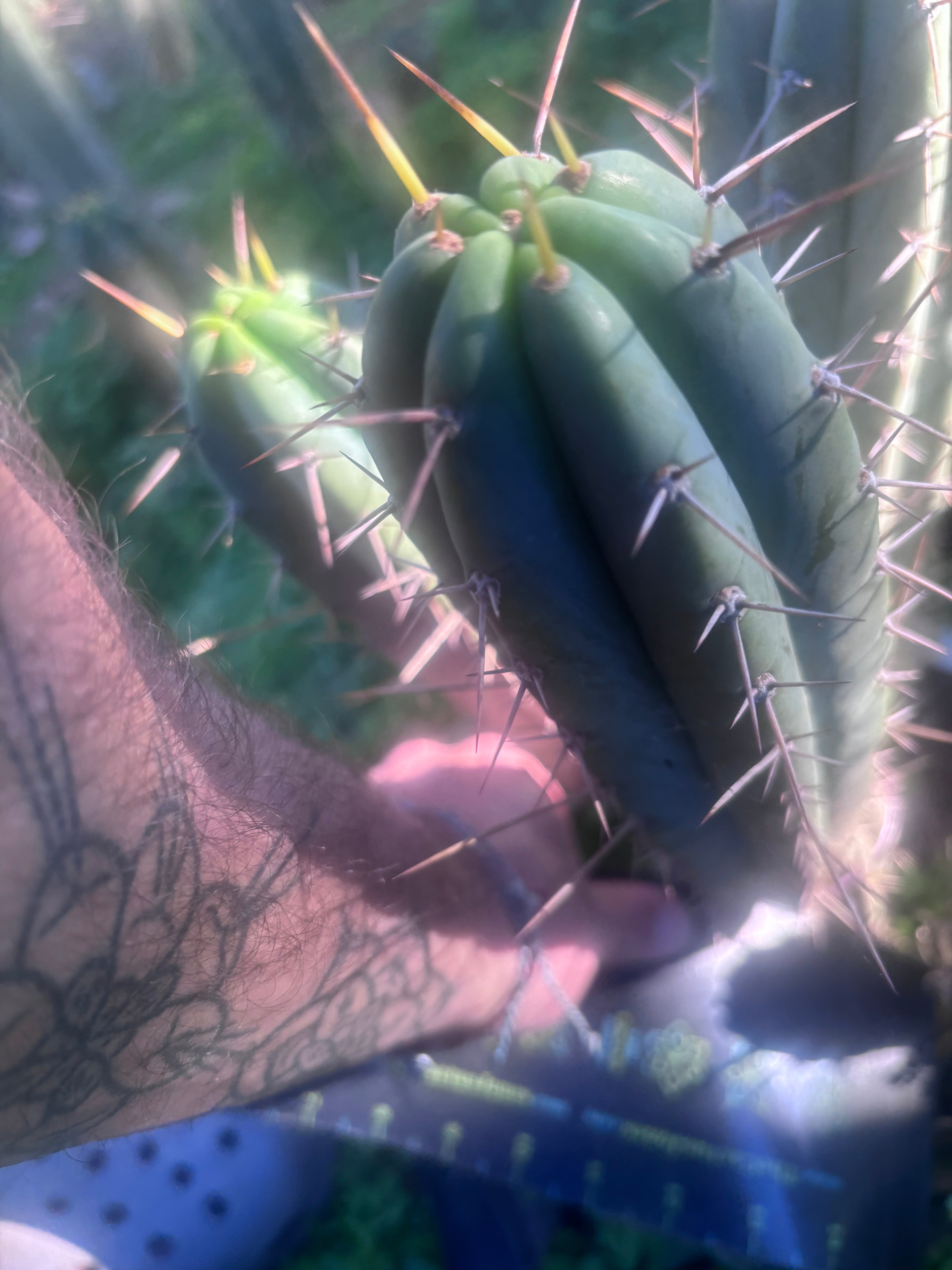 👑🌶️🌶️ Pala! — 11” Pup