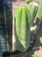 👑🌶️🌶️ Ogun — 11” Pup