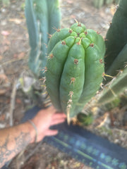 💎👑🌶️ Kimnach — XL 16” Pup