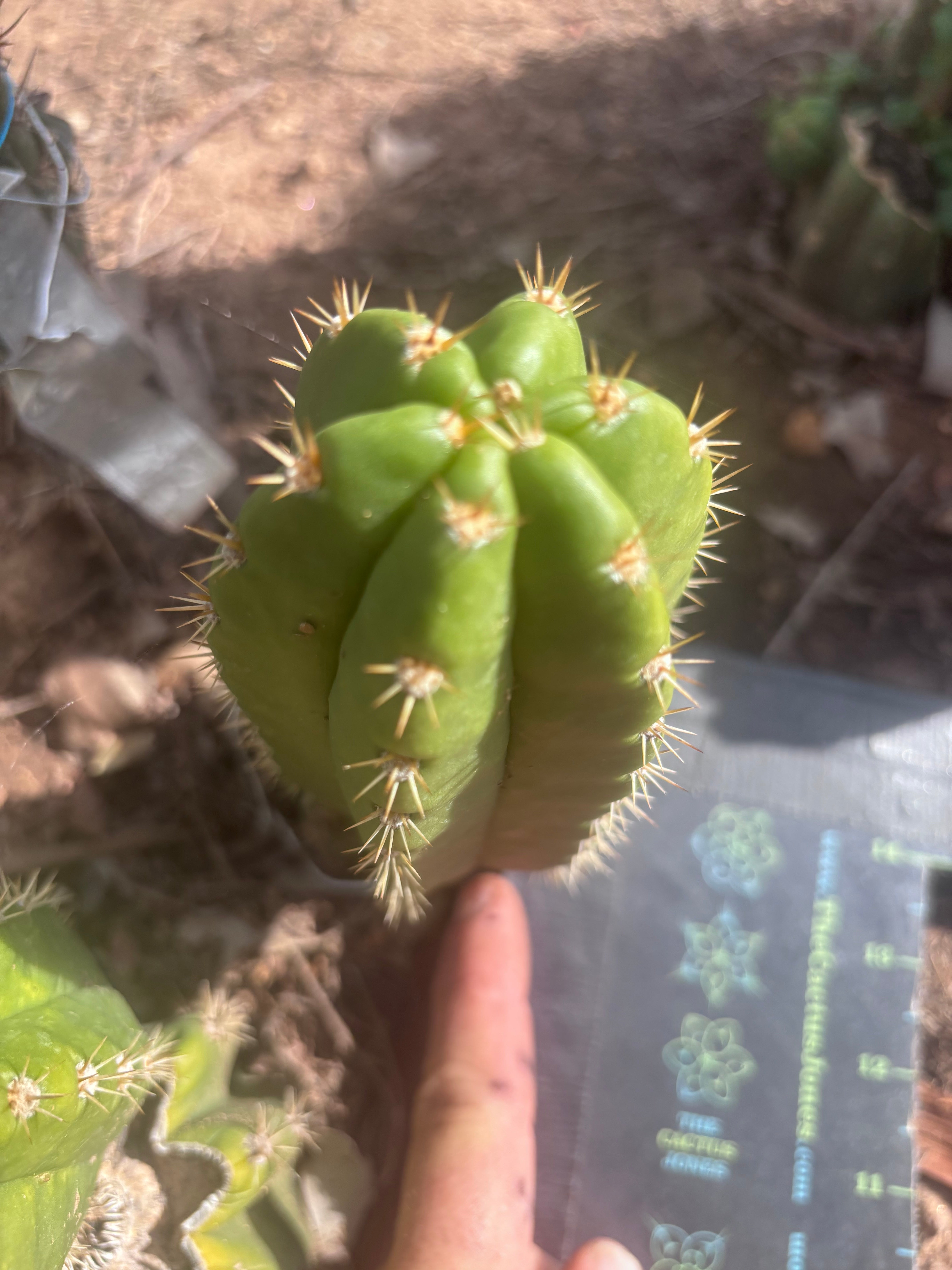 💎👑💎🌶️ CareBear — 6” Pup