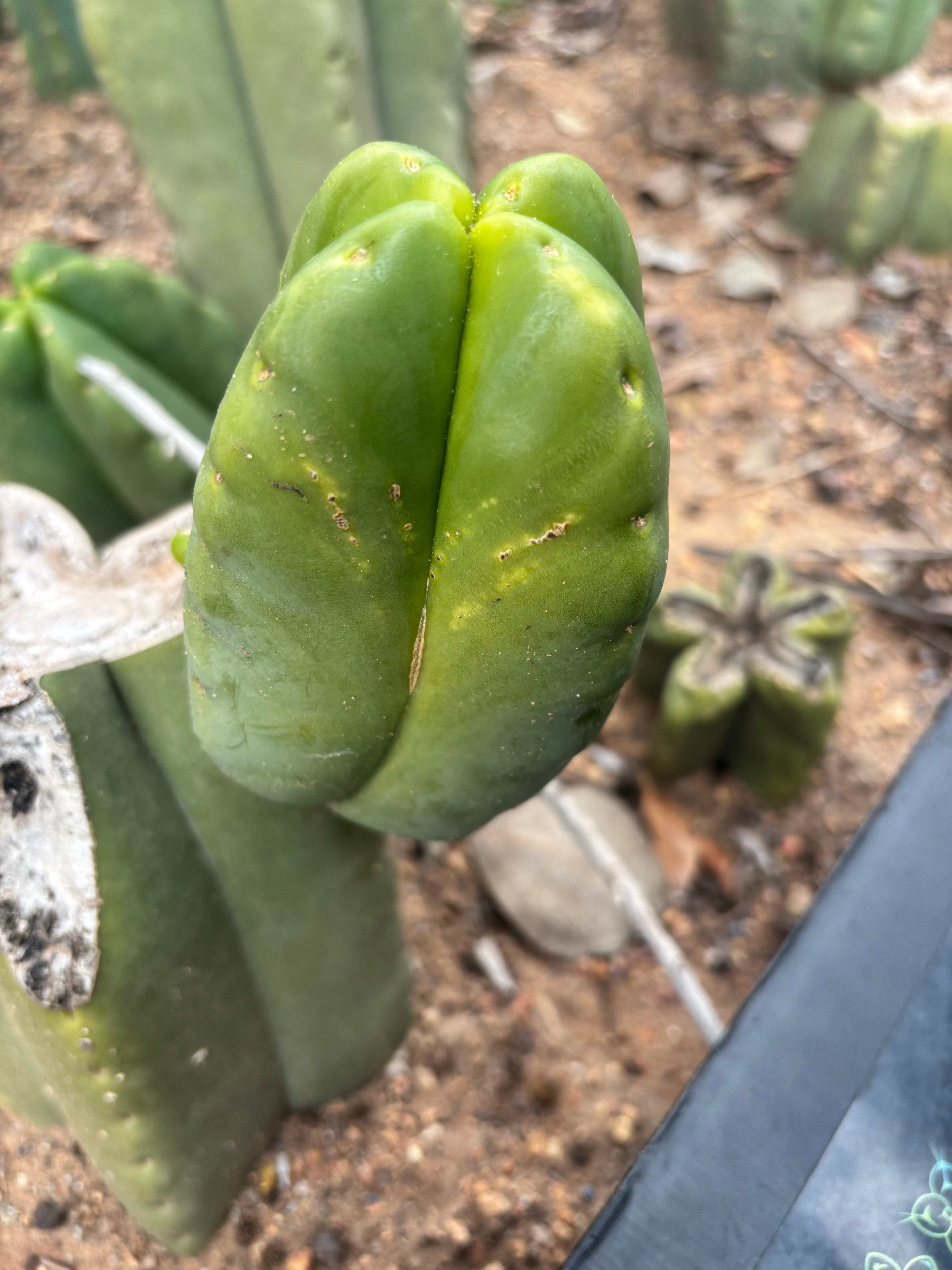 💎👑💎🌶️ Ferah! — FourWang Chub Muffin