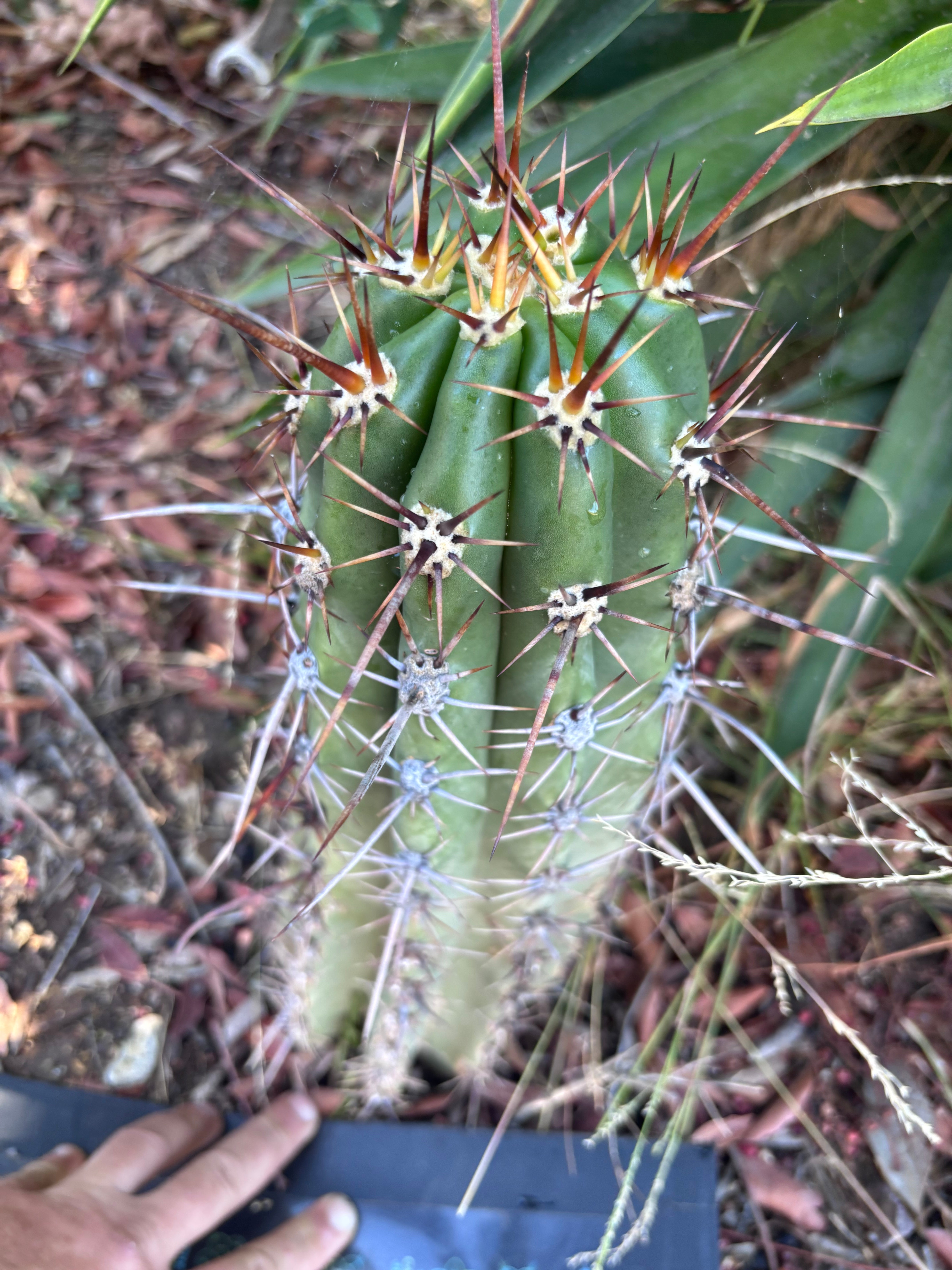 💎 Tacaquirensis — *Fully Rooted* 15”