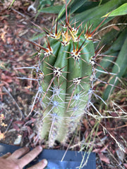 💎 Tacaquirensis — *Fully Rooted* 15”