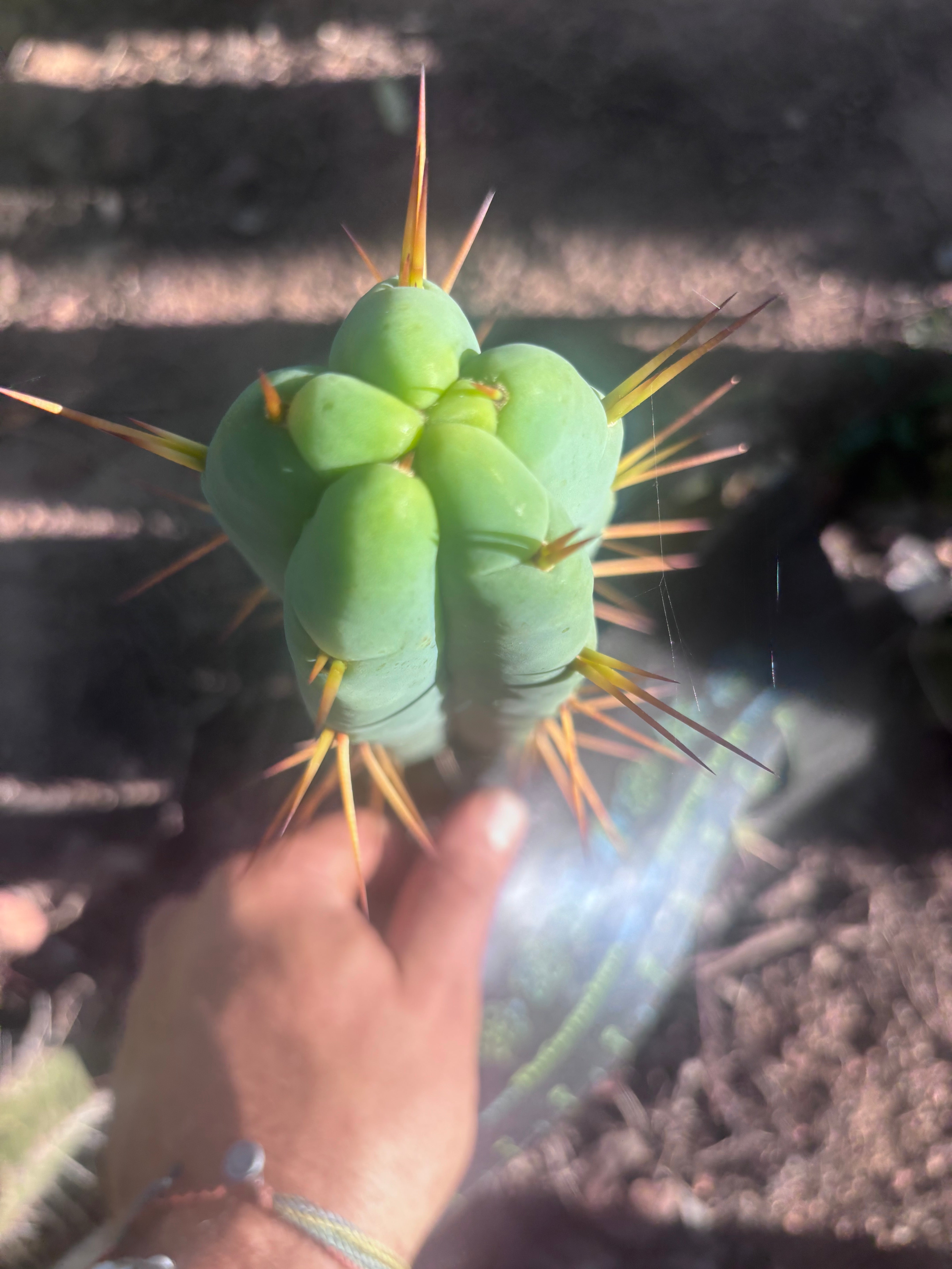 👑🌶️ Basement Shaman — 9” Tip