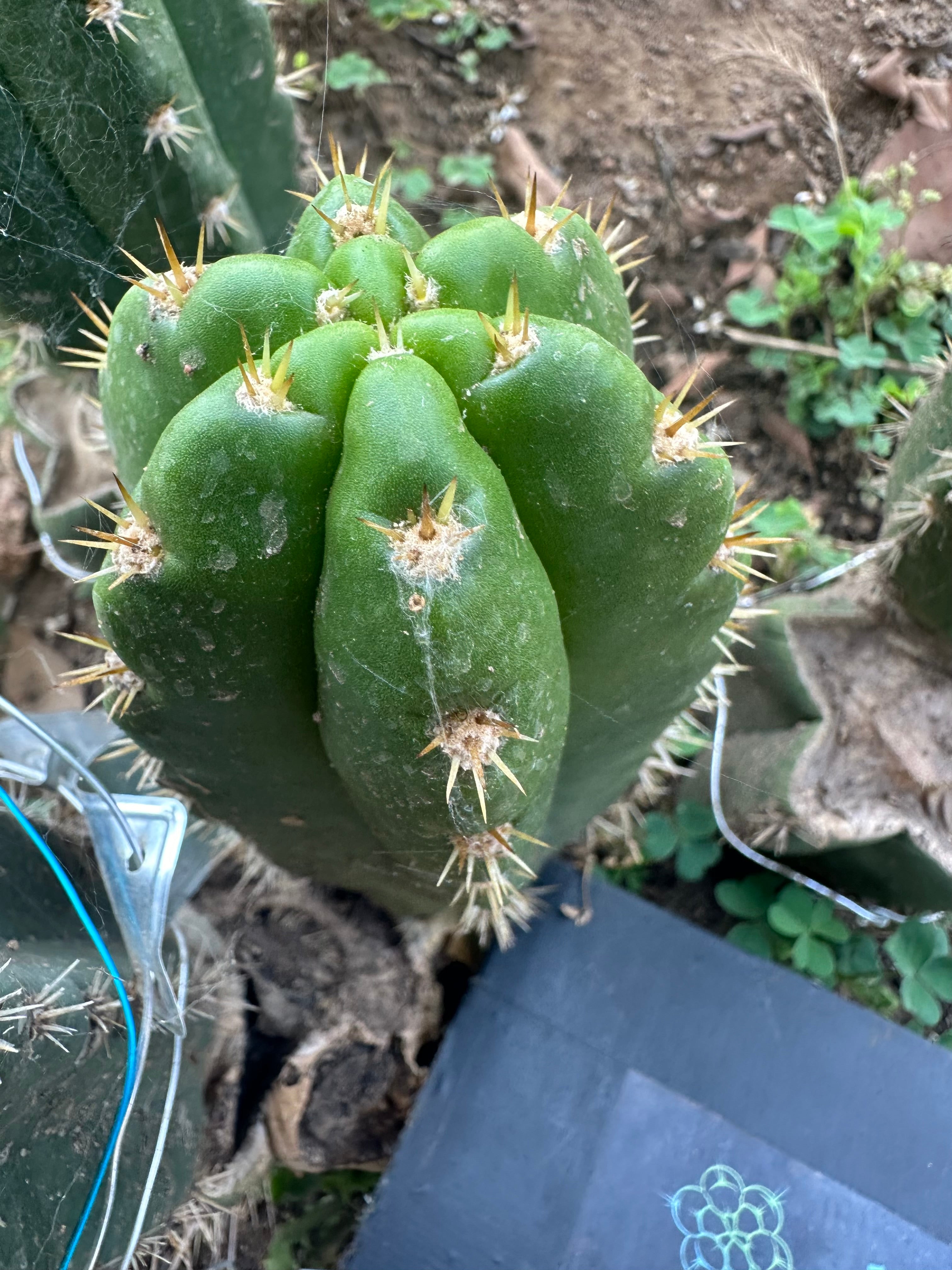 💎👑 CareBear — 7” Grenade Pup