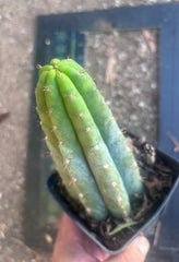 👑🌶️ Ventucky Blue — Rooted Tip