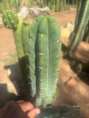 👑🌶️🌶️ Austy’s Bomb — 10” Tip