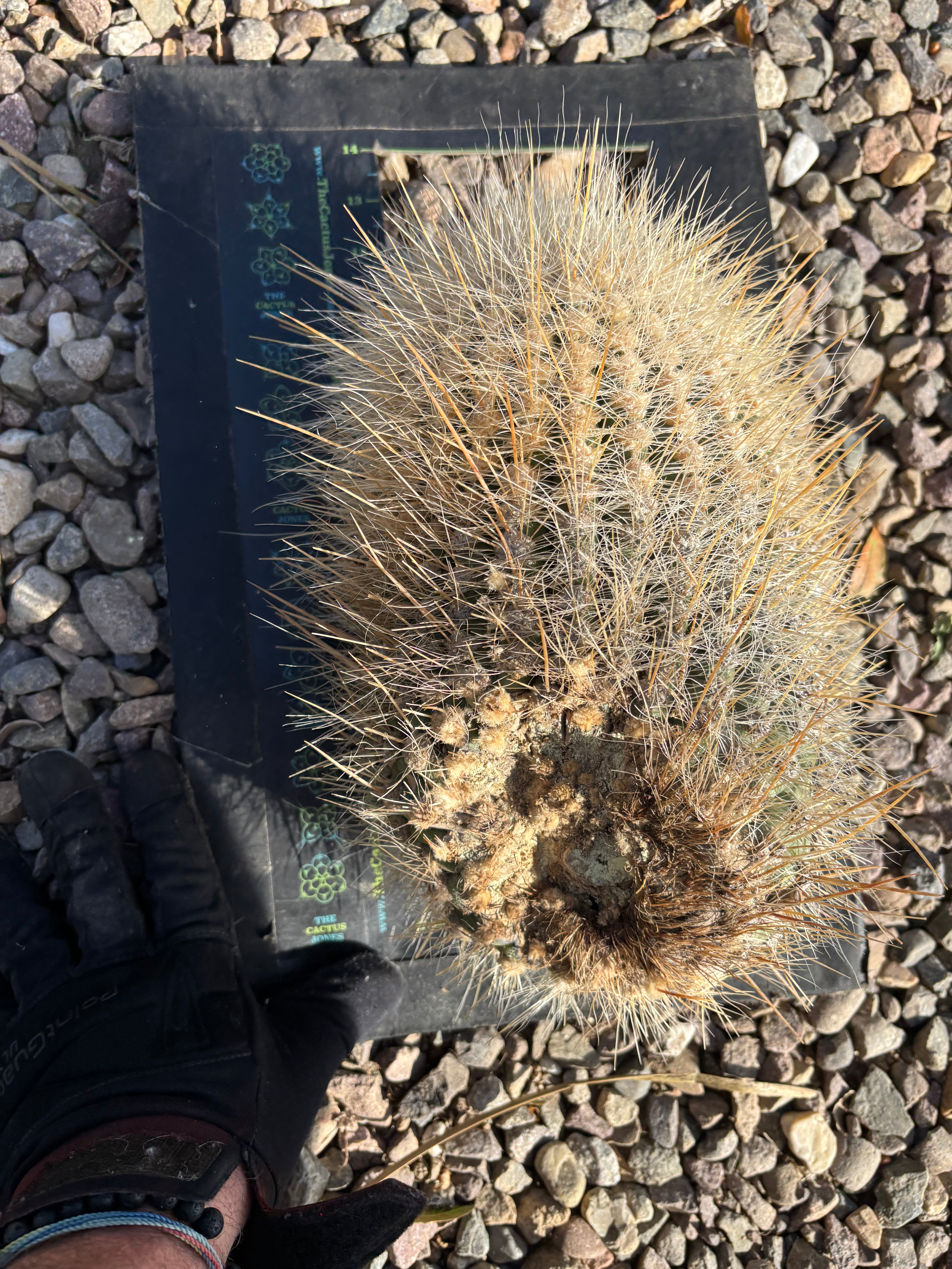 💎 The Fuzz — Big Fur Melon