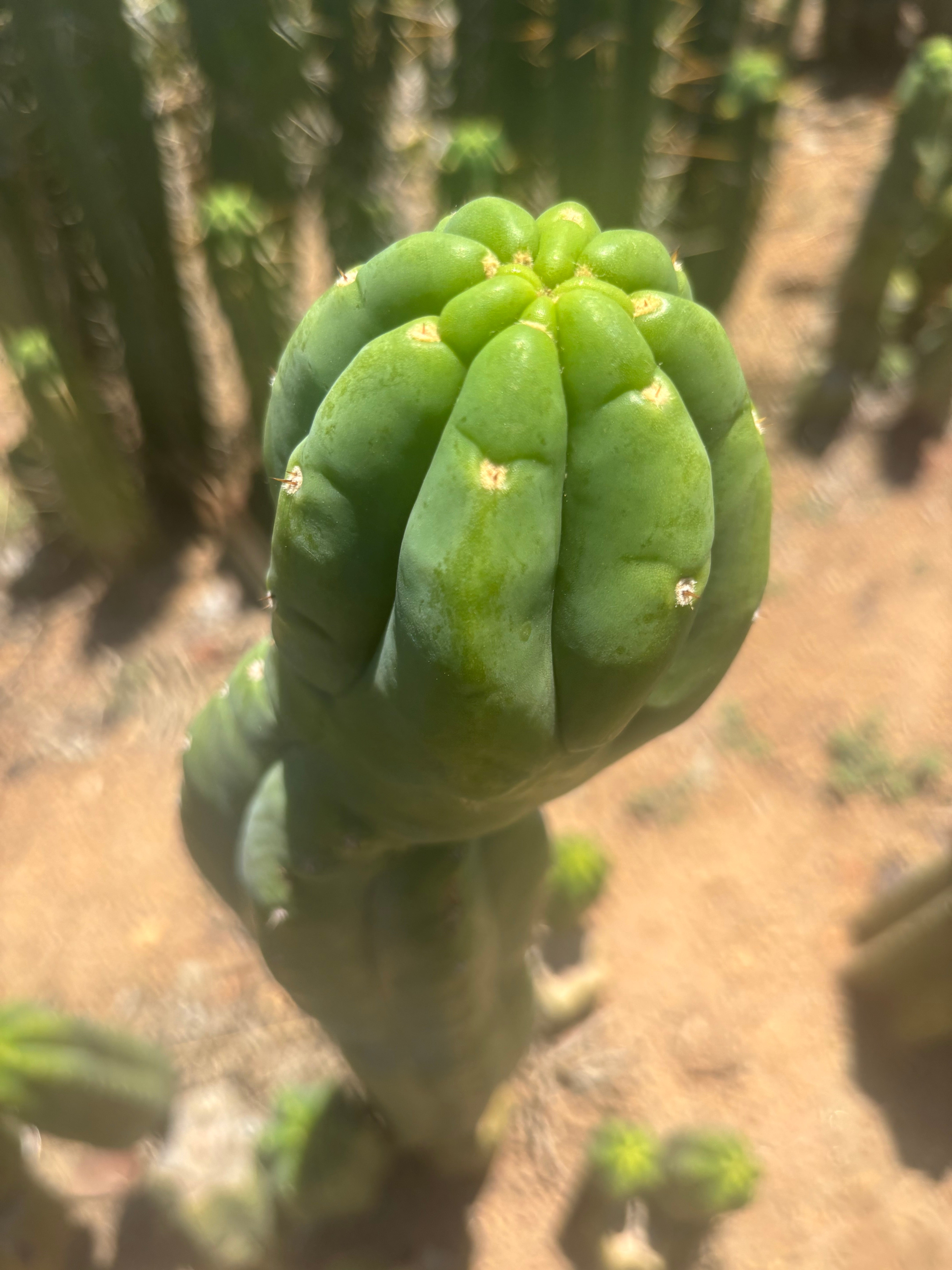 👑🌶️ Maipu — XL 15” Tip