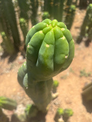 👑🌶️ Maipu — XL 15” Tip