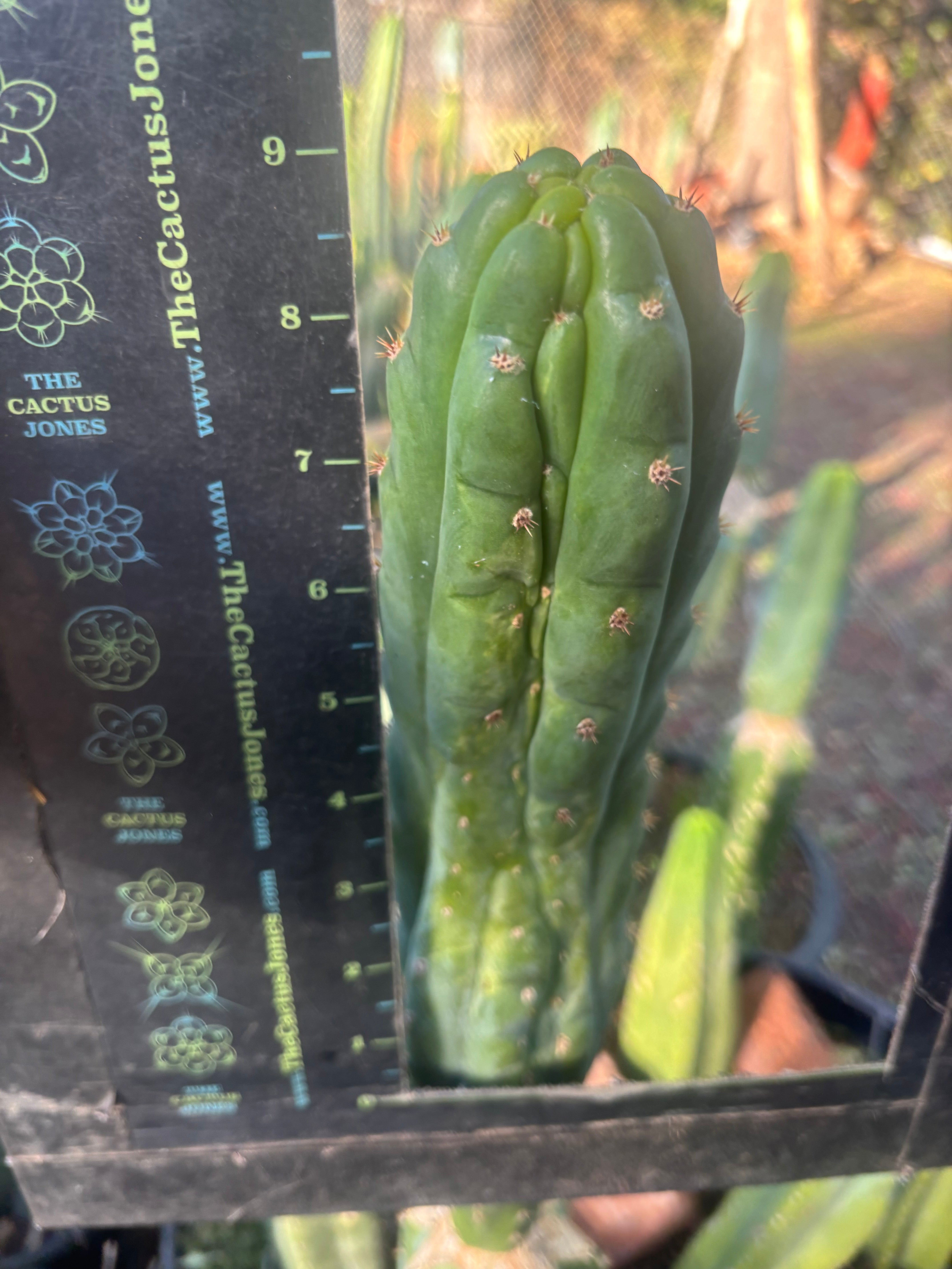 💎👑💎 Nutty — 9” Tip
