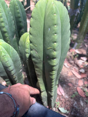 👑💎 Aussie Scop — Chonky 11” Tip