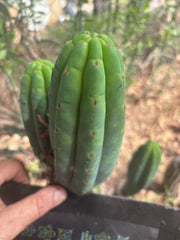 💎👑🌶️🌶️ KR04 — 6” Pup