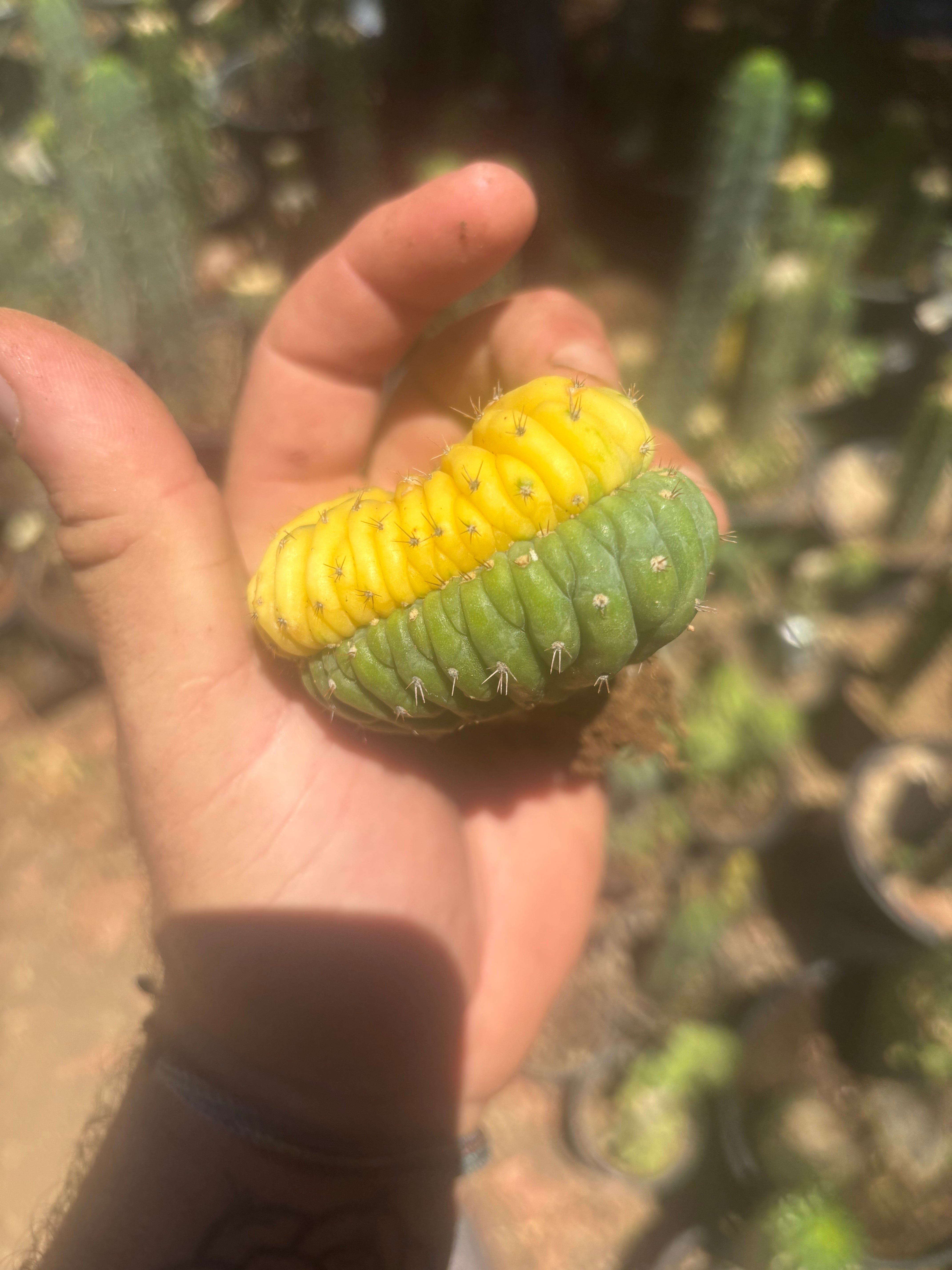 💎🔰💎 Crested Variegated Pachanoi — Perfect Color Split Crest w/ Roots