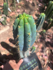 🌶️ 0201 — XL 15” Pup