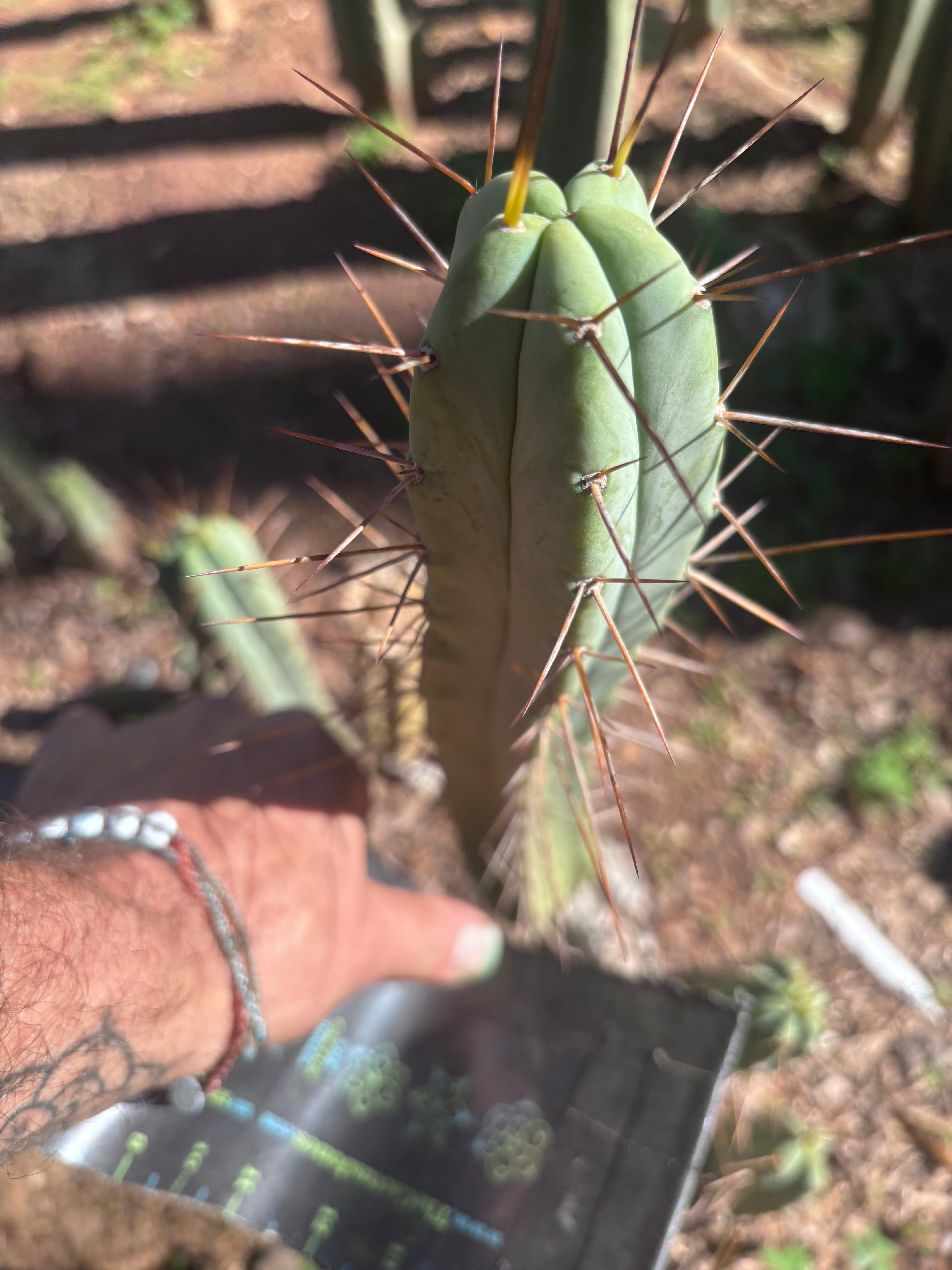 👑🌶️🌶️ Dulzura — 10” Tips (Restocked)