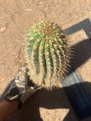 💎👑💎 Meatwad  — Massive 15” Tip