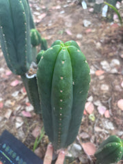 👑🌶️ Scop A — XL 13.5” Pup