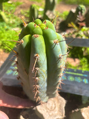 💎👑  Bart! — Chubby 8” Pup