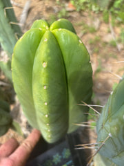 👑🌶️ Zulk Melon