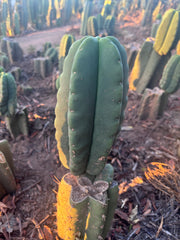 💎👑💎🌶️ Ferah — Fat 8” Pup
